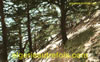 Foret