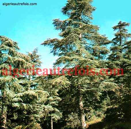 Foret de Kabylie