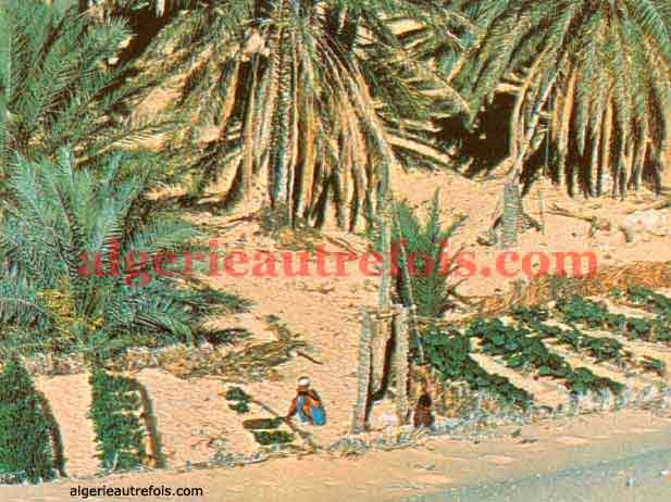 Les Oasis - Touggort Oasis