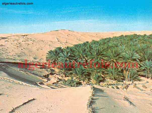 Les Oasis - Touggourt, un palmier