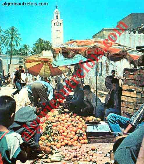 Les oasis - Ouargla Oasis