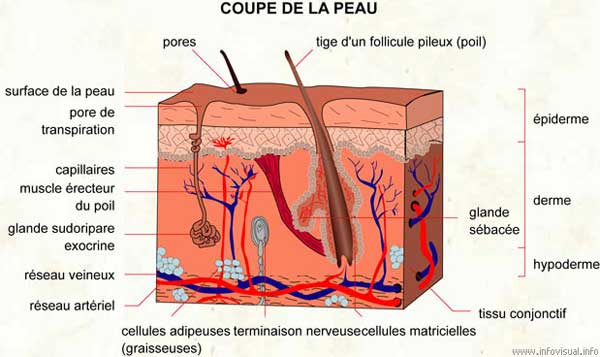 coupe de la peau